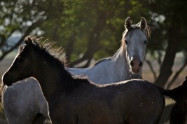 gallery/perde (278)