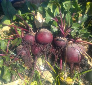 gallery/Beet
